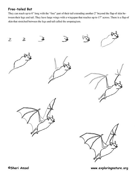 Bat (Mexican Free-tailed) Drawing Lesson Mexican Free Tailed Bat, Drawing Bats, Bat Sketch, Bat Clip Art, Draw A Bat, Science Earth, Nature Science, Drawing Lesson, Classroom Art Projects