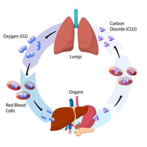 Carbon Dioxide Cycle, Emt Study, Carbon Cycle, Constant Headaches, Human Anatomy And Physiology, Science Activities For Kids, Body Tissues, Nursing Notes, Chest Pain