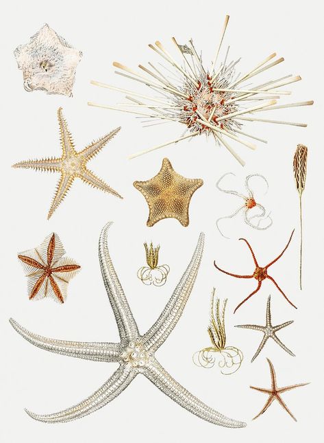 Starfish varieties set illustration from Résultats | Free Photo Illustration - rawpixel Starfish Illustration, Prince Of Monaco, Cute Summer Wallpapers, Star Illustration, Star Fish, Scientific Illustration, Sea Star, Summer Wallpaper, Download Free Images