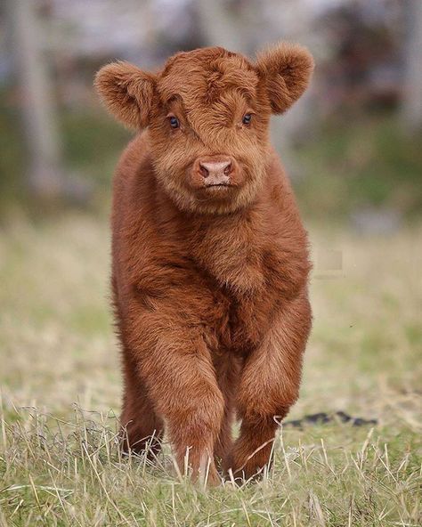 Nature's Lovers on Twitter: "Highland Cattle calf 🐮… " Brown Cow, Baby Cows, Cow, On Instagram, Instagram