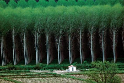 The way these trees line up on a tree farm in Oregon, USA Row Of Trees, Satisfying Photos, Satisfying Pictures, Perfectly Timed Photos, Walt Whitman, Grain Of Sand, Tree Line, Tree Farm, Tree Farms