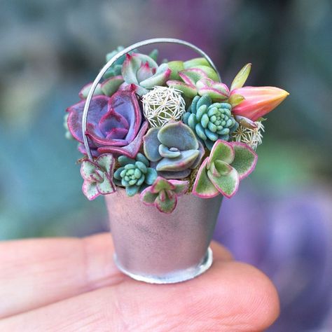 Mini Succulents Are the Cutest Houseplants | Better Homes & Gardens Tiny Houseplants, Succulent Doodle, Succulent Garden Outdoor, Tiny Pots, Lithops Succulents, Cement Molds, Succulent Centerpieces, Succulent Garden Diy, Watercolor Succulents