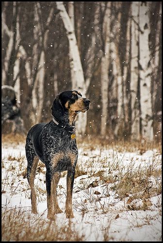 Blue Tick Hound, All About Dogs, Coonhound Dog, Coon Hunting, Blue Tick, Pet Things, Hound Dogs, Bluetick Coonhound, Basset Hound Dog