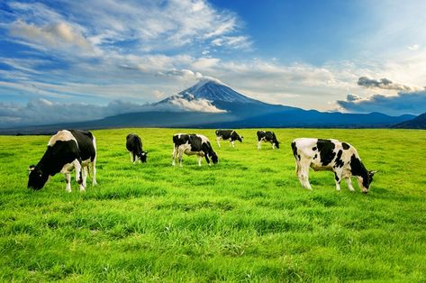 Cows eating lush grass on the green fiel... | Free Photo #Freepik #freephoto #nature #mountain #animal #farm Cows Background, Cow Eating, Cow Background, World Milk Day, Farm Background, Mountain Animals, Exam Planner, Cows Farm, Fuji Mountain