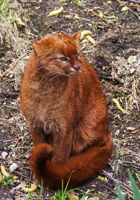 Jaguarundi Cat, Jungle Mural, Tropical Animals, Pretty Animals, Zoology, Animals Of The World, Cute Little Animals, Big Cats, Art Reference Poses