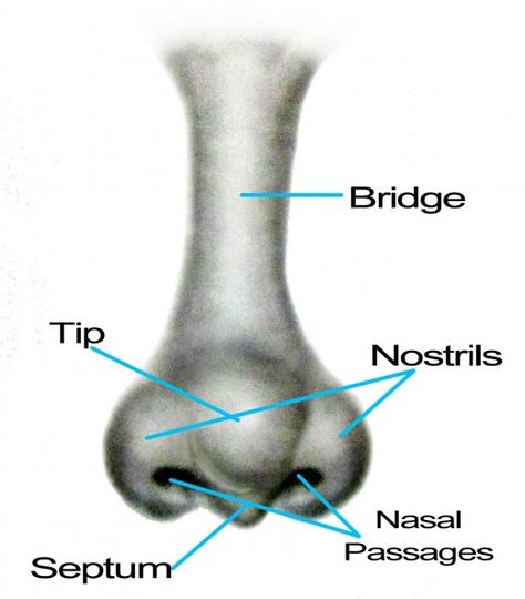 Pencil Nose Drawing, Nose From Different Angles, Male Noses Drawing, Nose Drawing Reference, How To Draw A Nose, Draw A Nose, Parts Of The Nose, Beautiful Pencil Drawings, Eye Anatomy