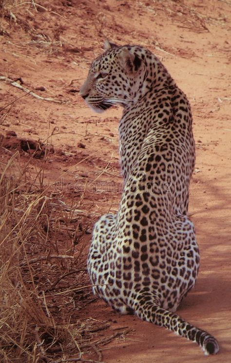 Female Leopard, Jaguar Leopard, African Leopard, Norwegian Forest, Airbrush Art, Lion Of Judah, Large Cats, African Animals, Snow Leopard