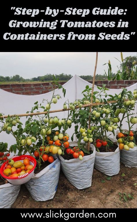 "Transform your balcony or patio into a thriving tomato garden with our expert tips on container cultivation." Mini Tomatoes, Tomatoes In Containers, Edible Gardening, Raised Planter Beds, Growing Tomatoes In Containers, Organic Mulch, Organic Compost, Canning Tomatoes, Diy Gardening