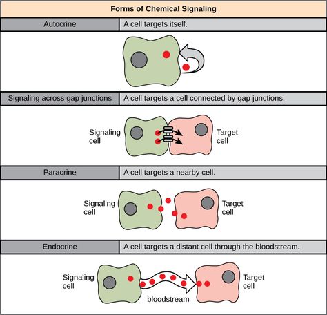 Autocrine vs Paracrine vs Endocrine: What are the Differences? – Moosmosis Cell Signaling Notes, Dysautonomia Facts, Cell Junctions, Cell Junction, Gap Junction, Cheet Sheet, Endocrine Hormones, Cell Signaling, Biochemistry Notes