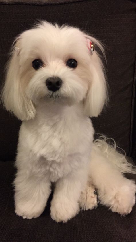 White Dog Haircut, Maltese Haircut Teddy Bear, Maltese Puppy Cut, Maltese Dogs Haircuts, Maltese Haircut, Poodle Haircut Styles, Dogs Tattoo, Maltipoo Dog, Wallpaper Dog