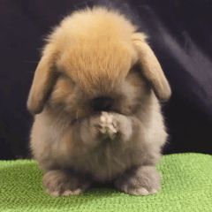 Sensory Gifs, Stimboard Gifs, Stim Gifs, Cute Bunny Pictures, Fluffy Bunny, Funny Animal Photos, Cute Bunnies, Bunny Pictures