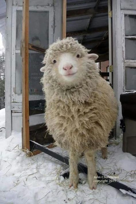 Baby Sheep, Cute Sheep, A Sheep, Pretty Animals, Silly Animals, Cute Animal Photos, Happy Animals, Cute Creatures, Sweet Animals