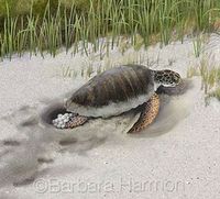 laying eggs Turtle Eggs, Egg Laying, Egg Painting, Sea Turtle, Turtles, Egg, Animals, Quick Saves