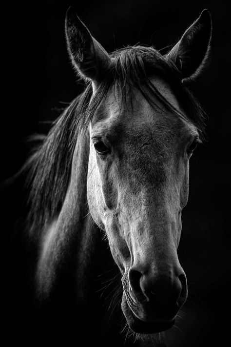 Animal Faces In Black And White Photo Contest Winners - ViewBug.com Horse Art Photography, White Horse Photography, Wild Animals Photography, Black Paper Drawing, Black And White Face, Black And White Picture Wall, Horse Face, Horse Drawings, Black Animals