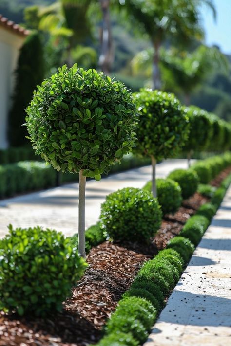 Garden Sitting Area, Evergreen Landscape, Front Of House Ideas, Boxwood Garden, Front Garden Landscape, Topiary Garden, Gardening Landscaping, Wall Painting Art, Tiered Garden