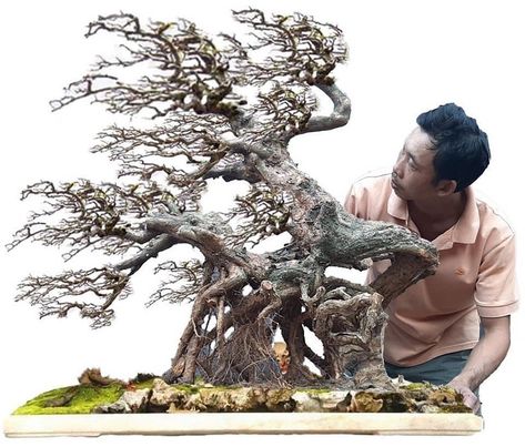 Windswept Bonsai, Bougainvillea Bonsai, Bonsai Art, Japanese Dragon, Bougainvillea, Kyoto, Lion Sculpture, Castle, Statue