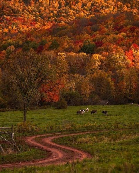 Beige Pantone, Catskills Ny, The Catskills, Favourite Season, Autumn Magic, Fall Mood, Season Of The Witch, Autumn Scenery, Fall Feels