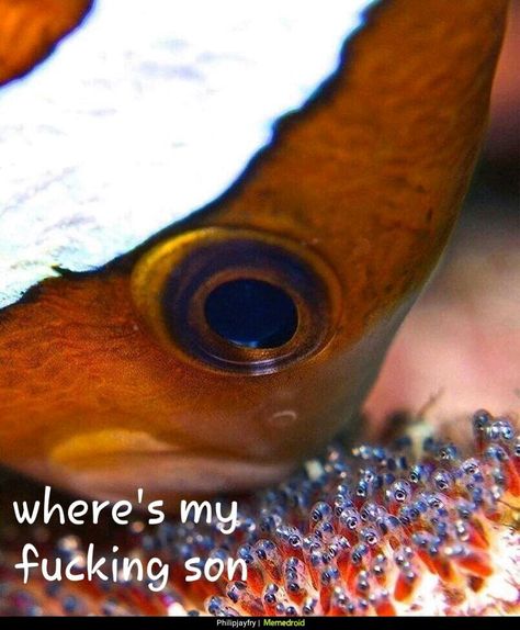 Finding  Nemo Nemo Memes, Finding Nemo, Go To Sleep, Memes Funny, Fish Pet, Funny Memes, Memes, Funny