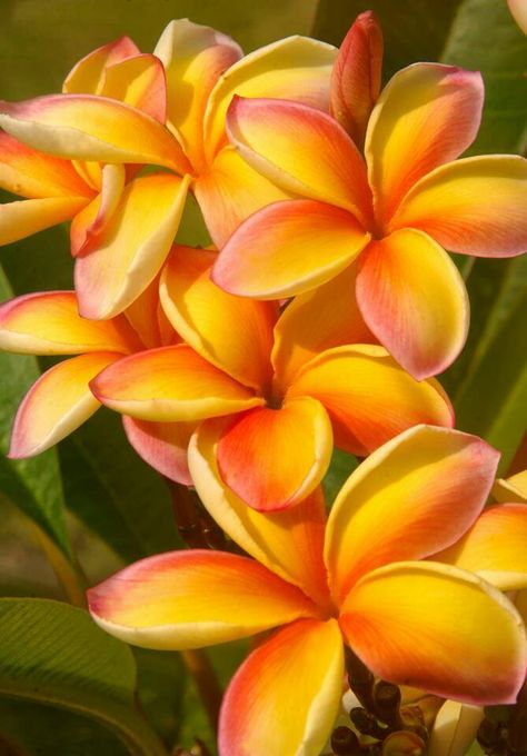 i love all the different types of plumeria!! Flores Plumeria, Fleur Orange, Plumeria Flowers, Hawaiian Flowers, Beautiful Colours, St Thomas, Exotic Plants, Flowering Trees, Exotic Flowers