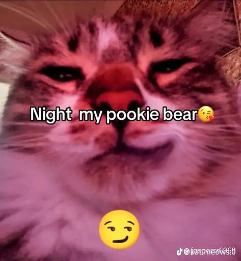 Goodnight Cat, Cat Silly, Aggressive Behavior, Passive Aggressive Behavior, Funny Looking Cats, Silly Funny, Good Night Funny, My Pookie, Animal World