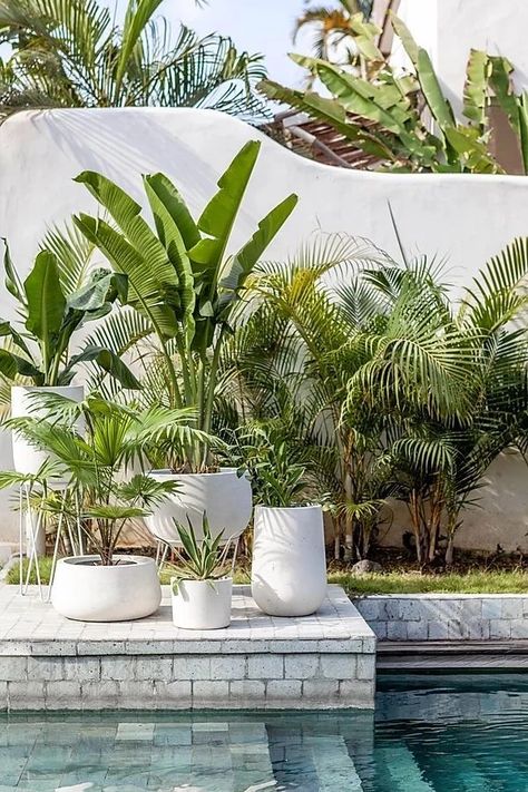 5 Ways to Perk Up Your Patio– Lively Root Tropical Swimming Pool, Poolside Decor, Spanish Garden, Evergreen Vines, Growing Bulbs, Tropical Pool, Tropical Gardens, Outside Living, Colorful Plants