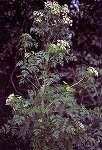 Hemlock, a poison of the Regency Era Conium Maculatum, Poison Hemlock, Deadly Plants, Poison Garden, Taxus Baccata, Ancient Athens, Biennial Plants, Arnica Montana, Poisonous Plants