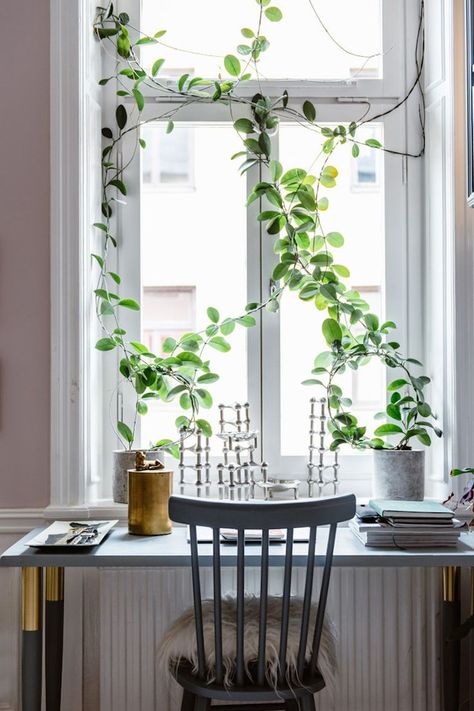 my scandinavian home: Climbing plants in Karolina Modig's home workspace in Stockholm Window Ledge Decor, Ledge Decor, Decoration Shabby, Scandinavian Apartment, Home Office Inspiration, Window Ledge, Swedish House, Beautiful Plants, Books Art