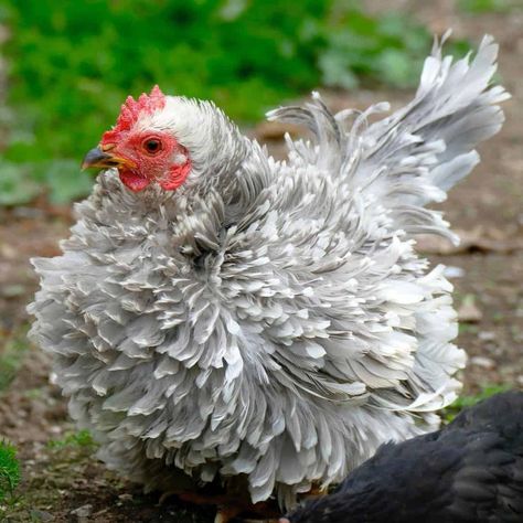 Frizzle Chicken: Eggs, Height, Size and Raising Tips Chicken Coop Decor Ideas, Hen Photography, Unique Chicken Coop, Chicken Coop Decorations, Cochin Bantam, Frizzle Chickens, Chicken Coop Plans Free, Coop Decor, Domesticated Animals