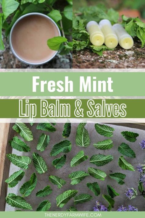 Salve Recipes Diy, Mint Salve Recipe, Homemade Salves And Balms, Fresh Mint Uses, Mint Salve, Mint Uses, Toe Nail Fungal Infection, Tincture Making, Using Fresh Mint