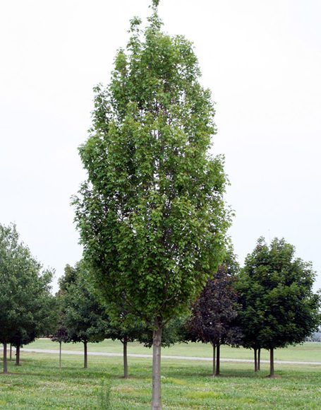 Acer x freemanii ‘Armstrong’ - Moon Nurseries Armstrong Maple Tree, Acer Rubrum, River Birch, Moon Nursery, Shrub Roses, Red And Silver, Attract Butterflies, Maple Tree, Replant