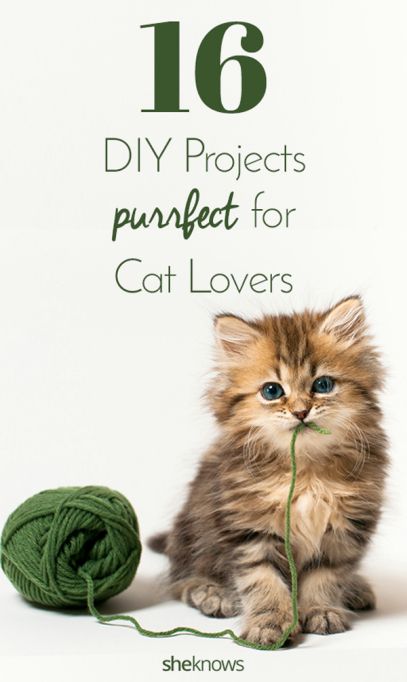 Diy Cat Toys, Living Room Decorating Ideas, Aesthetic Living Room, Living Room Decorating, Cat Hammock, Knitted Cat, Cat Mom Gifts, Cat S, Animal Projects