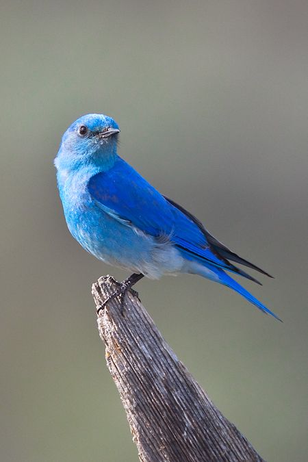 bluebird | For more information about Mountain Bluebirds, the Cornell University ... Blue Bird Flying, Blue Bird Tattoo, Bird Of Prey Tattoo, Bird Tattoos Arm, Red Bird Tattoos, Mountain Bluebird, Love Birds Painting, Central Washington, Black Bird Tattoo