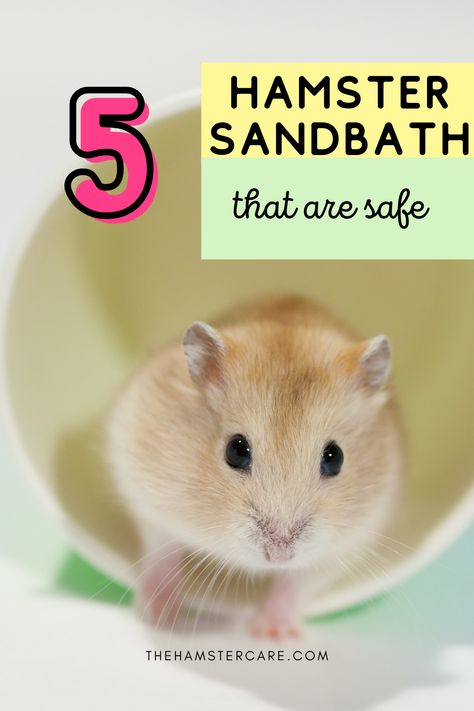 Hamster Sand Bath Diy, Hamster Sand Bath, Bath Tips, Pet Health Record, Hamster Stuff, Hamster Accessories, Hamster Life, Hamster Names, Hamster Food