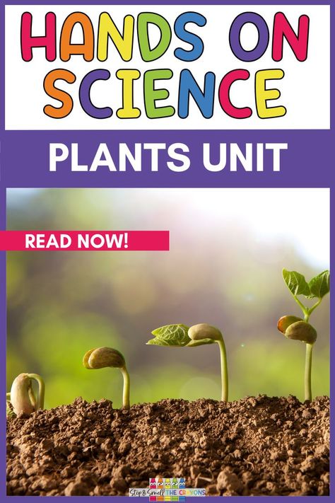 If you are an elementary school teacher or homeschooler teaching about plants then you need to check out this blog post. It is filled with lots of hands-on science activities to help your kids better understand the growth and changes in plants. Take your Plant Unit to the next level with these fun and engaging science activities that are perfect for kindergarten, first, second and third grade students. From plant life cycles to plants we eat your kids will love learning about plants. Hands On Science Activities, Plant Unit Kindergarten, Plant Life Cycles, Activities For 1st Graders, Life Cycles Kindergarten, Learning About Plants, Horticulture Education, Teaching Plants, Plant Lessons