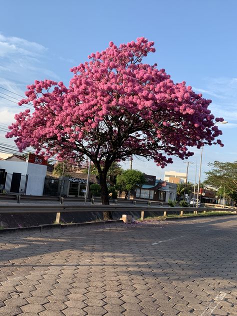 Bolivia Santa Cruz, Santa Cruz Bolivia, Travelling Ideas, Childhood Aesthetic, Miami Travel, South America Travel, Garden Trees, Real Beauty, America Travel