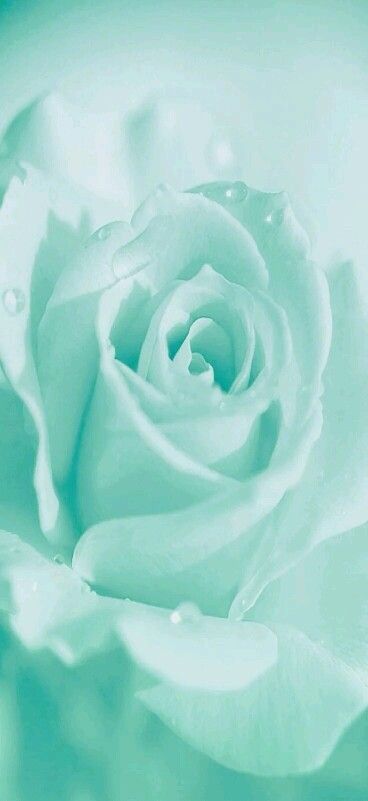 Turquoise Aesthetic, Mint Aesthetic, Paper Blue, Beautiful Rose Flowers, Aqua Turquoise, Blue Roses, Tiffany Blue, Green Turquoise, Green Aesthetic