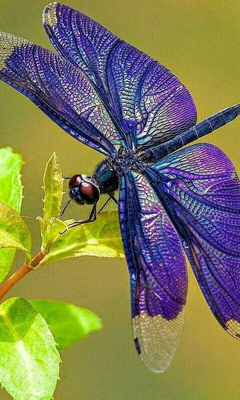 Dragonfly Images, Dragonfly Photos, Foto Macro, Dragon Flys, Dragonfly Painting, Dragonfly Insect, Dragonfly Dreams, Blue Dragonfly, Dragonfly Art