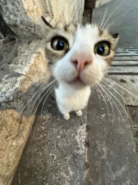 funny cat 0.5 pic Funny Looking Cats, Street Cat, Funny Cat Photos, Kitty Love, Cat Selfie, Animals Dogs, Silly Cats Pictures, Cute Cats Photos, Pet Animals