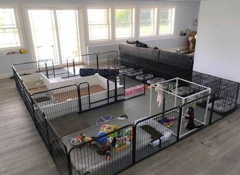 Dog Breeding Room, Whelping Room Ideas, Dog Breeding Kennels Ideas, Whelping Room, Dog Breeders Kennels, Puppy Whelping, Dog Breeding Kennels, Dog Breeding Business, Puppy Playground