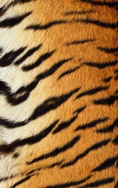 Disney Vans, Afrique Art, Tiger Skin, Fire Tattoo, Animal Print Wallpaper, Tiger Stripes, Color Analysis, Animal Skin, Heart Wallpaper