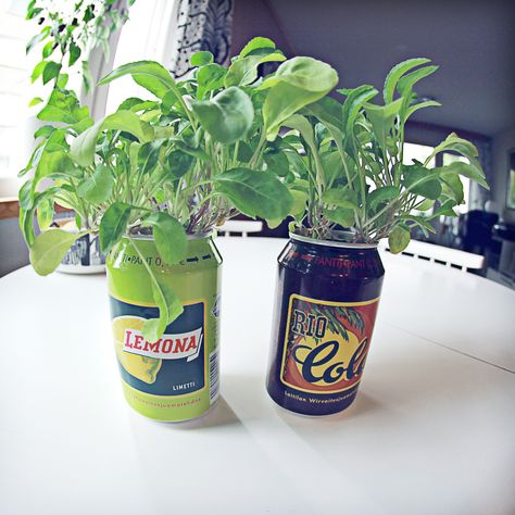 soda cans turned into flower pots Soda Can Flower Pot, Soda Can Planters, Soda Can Flowers, Summer Ideas, Vending Machine, Soda Can, Growing Plants, Flower Pots, Orchids