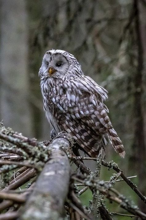 Strix uralensis, Ural Owl. Associated with the vast taiga forest in Eurosiberia, although it ranges to other forest types, including mixed forests and temperate deciduous forest. A dietary generalist like many members of the Strix genus, but it is usually locally reliant on small mammals, especially small rodents such as voles. Active at night, when often hunts at forest edge and around clearings in forests. Pairs duet; males give deep, resonating hoots and females give higher, hoarser notes. Temperate Forest Animals, Taiga Forest, Temperate Deciduous Forest, O Is For Owl, Ural Owl, Stained Glass Tree, Deciduous Forest, Nocturnal Birds, Small Mammals