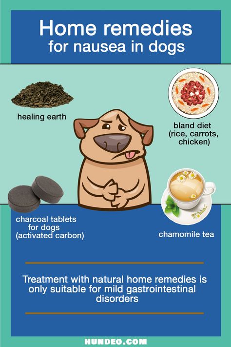 Dog Nausea Remedies, Dog Vomit Remedies, Sick Dog Remedies, What To Feed Dogs, Dog Vomit, Home Remedies For Nausea, Dog Throwing Up, Bland Diet, Remedies For Nausea