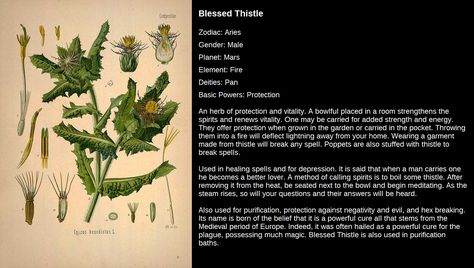 Blessed Thistle Blessed Thistle Magical Properties, Thistle Meaning, Blessed Thistle Benefits, Thistle Benefits, Herb Chart, Blessed Thistle, Magic Herbs, Witchy Stuff, Spiritual Meaning