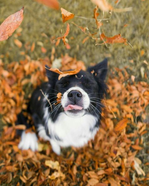 Dog Photoshoot, Cute Dog Photos, Fall Dog, Black And White Dog, Foto Tips, Cute Animals Images, White Dog, Cute Dogs And Puppies, Dog Photography