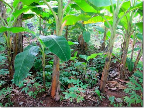 Oh, The Beds I’ve Made: No-Till Gardening in Tropical Panama Mango Tree Guild, Banana Circle, Banana Varieties, Growing Bananas, Banana Types, Food Forest Garden, Tropical Garden Design, Perennial Vegetables, Permaculture Gardening