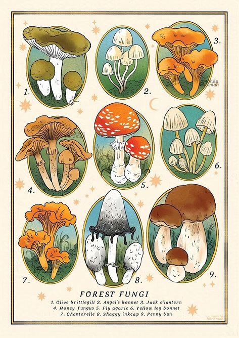 amandaherzman Fungi Kingdom, Mushroom Drawing, Mushroom Design, Mushroom Art, Textured Paper, Botanical Drawings, Cute Wallpaper Backgrounds, Botanical Illustration, Cute Illustration