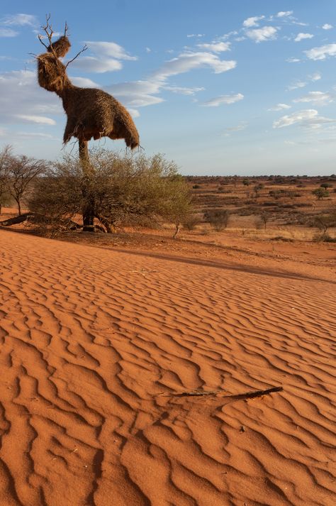 Kalahari Desert Desert Inspo, Namibia Desert, African Desert, Kalahari Desert, Desert Area, African People, Out Of Africa, Eternal Sunshine, Wild Life