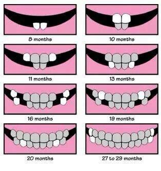 Baby Teefers Baby Teeth Chart, Baby Tooth Chart, Teeth Chart, Tooth Chart, Christmas Photograph, Kedokteran Gigi, Baby Tips, Babies First Year, Hospital Bag