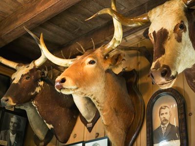 HowStuffWorks "Introduction to Hunting Trophies" Mounted Animal Heads Decor, Animal Heads On Wall, Animal Head Wall Art, Animal Head Decor, Animal Wall Mount, Faux Animal Head, Antelope Horns, Animal Head Wall Decor, Deer Trophy